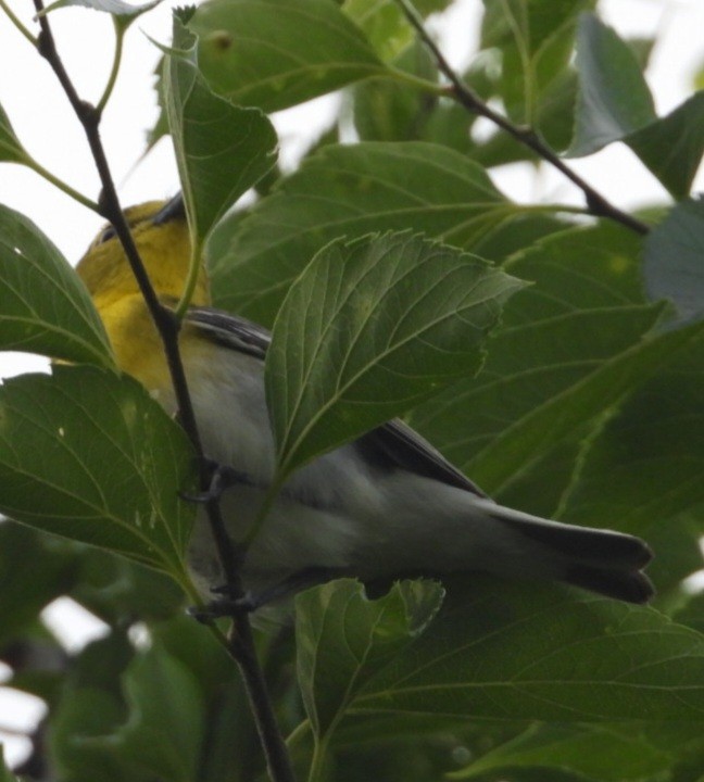 Sarı Gerdanlı Vireo - ML638652436