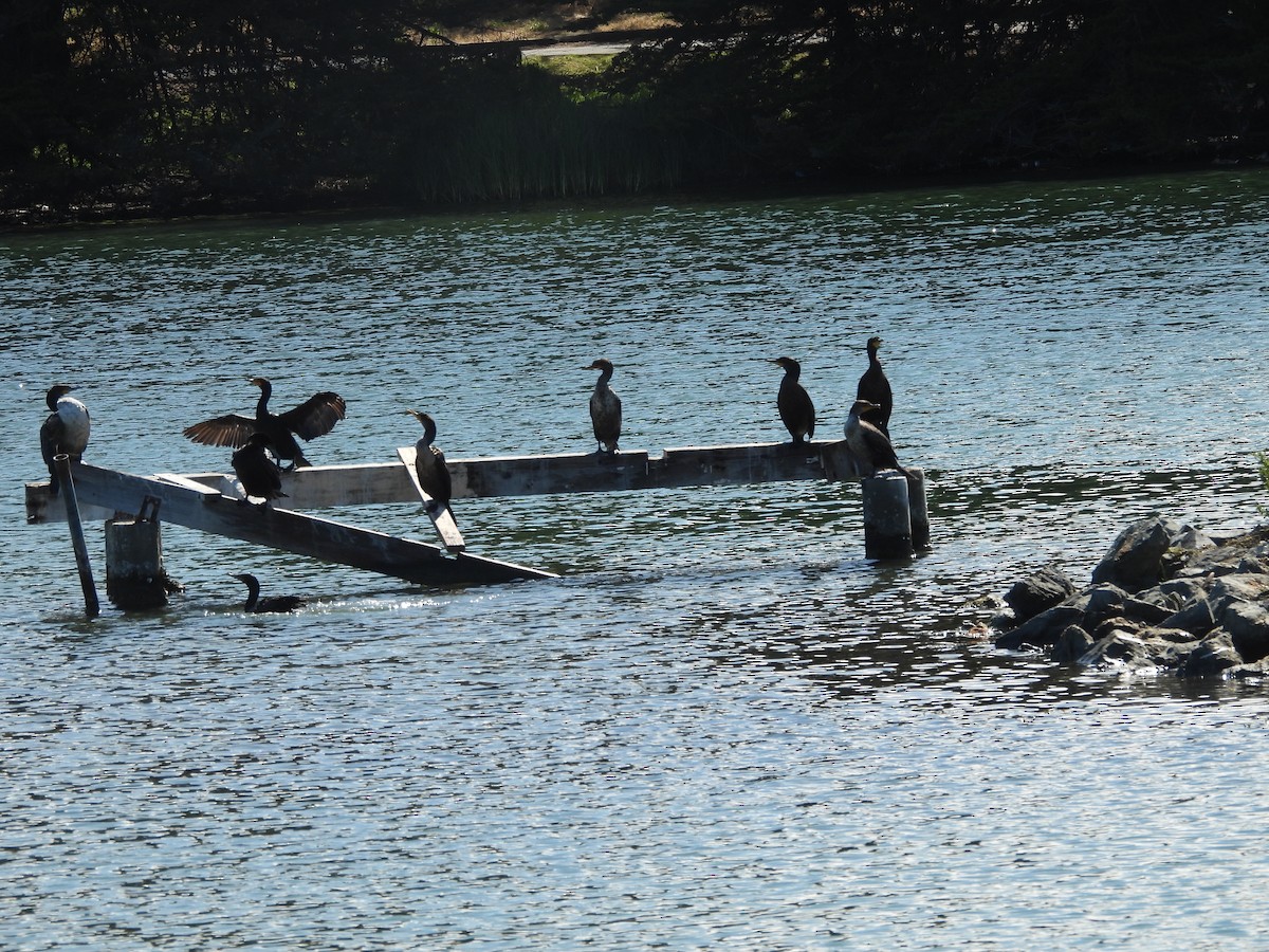 Double-crested Cormorant - ML638652448