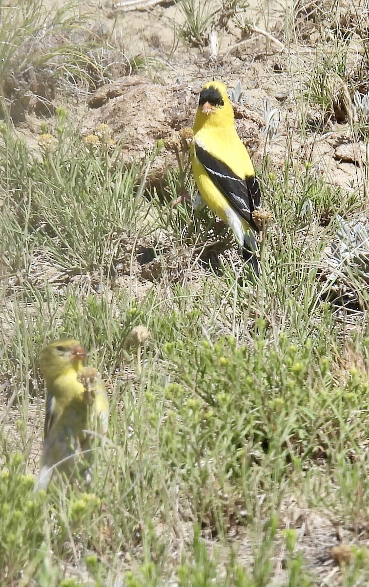 American Goldfinch - ML638652454