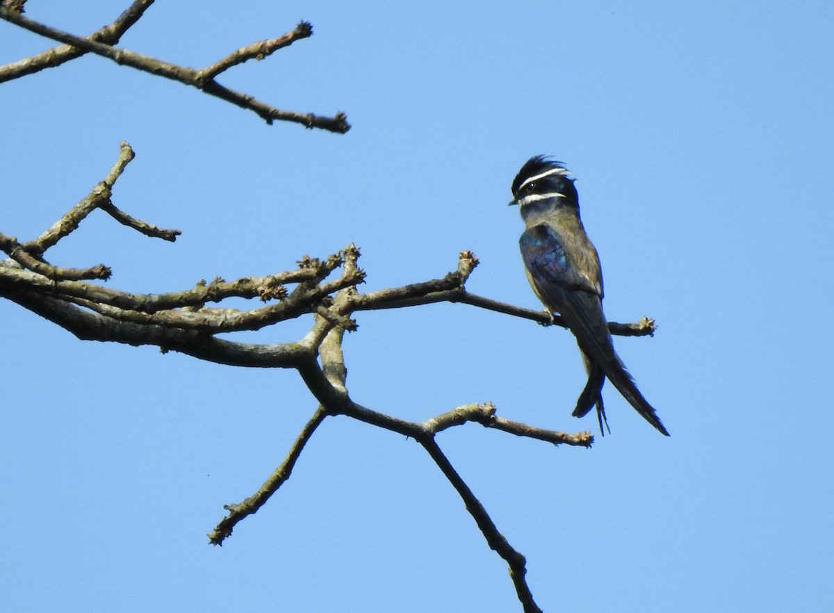 Whiskered Treeswift - ML638652456