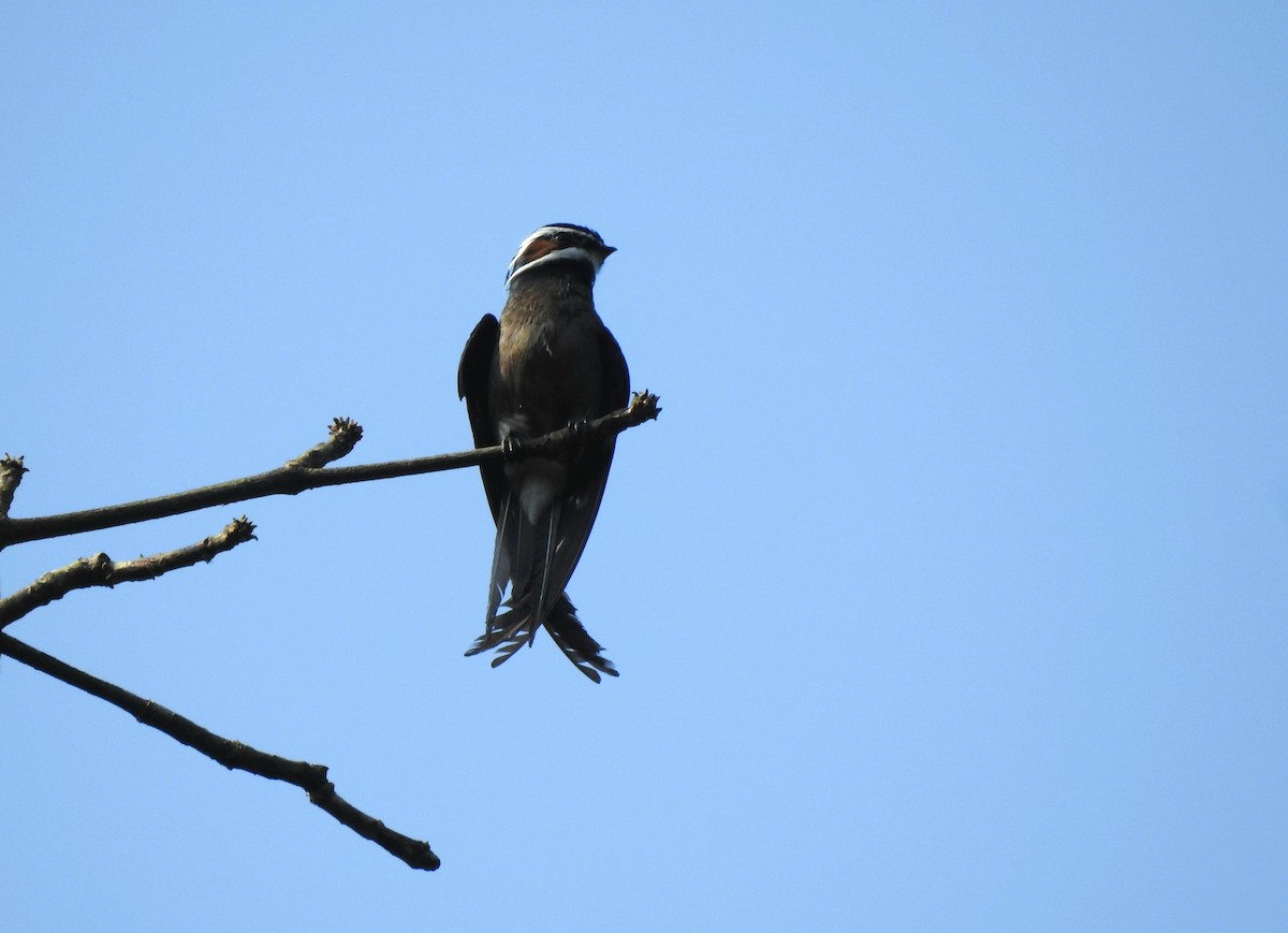 Whiskered Treeswift - ML638652457