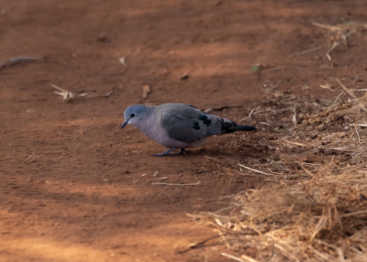Emerald-spotted Wood-Dove - ML638652463
