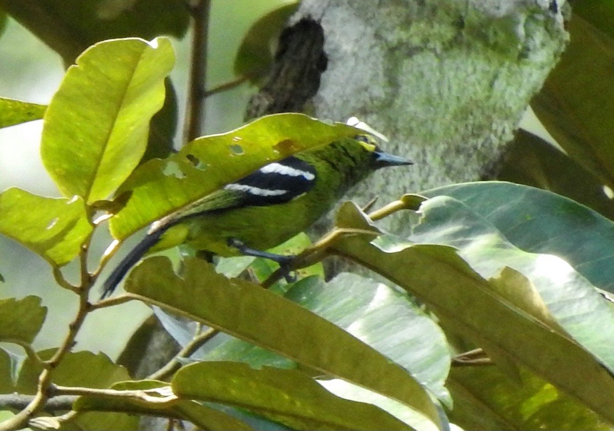 Green Iora - ML638652483