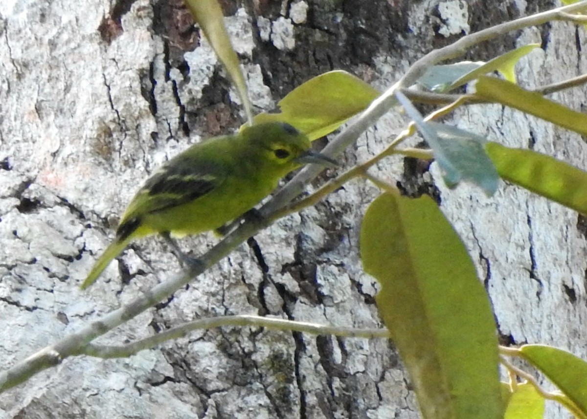 Green Iora - ML638652484