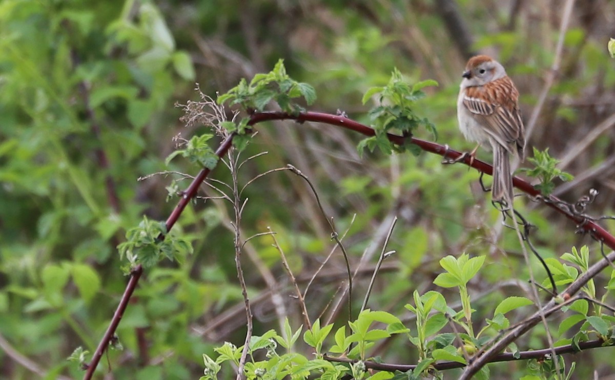 Field Sparrow - ML638652505