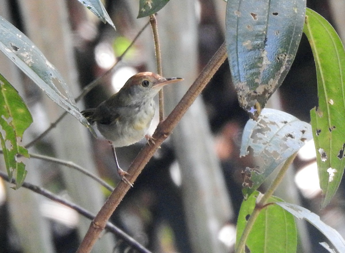 Dark-necked Tailorbird - ML638652507