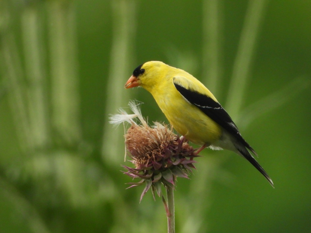 American Goldfinch - ML638652515