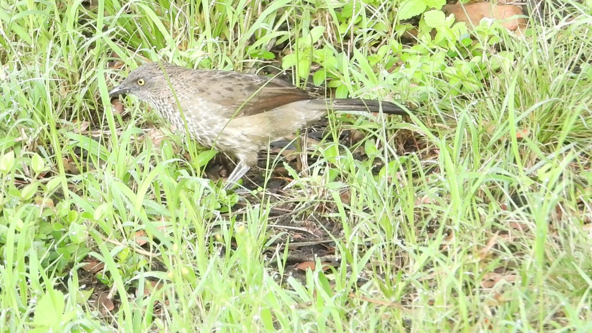 Arrow-marked Babbler - ML638652543