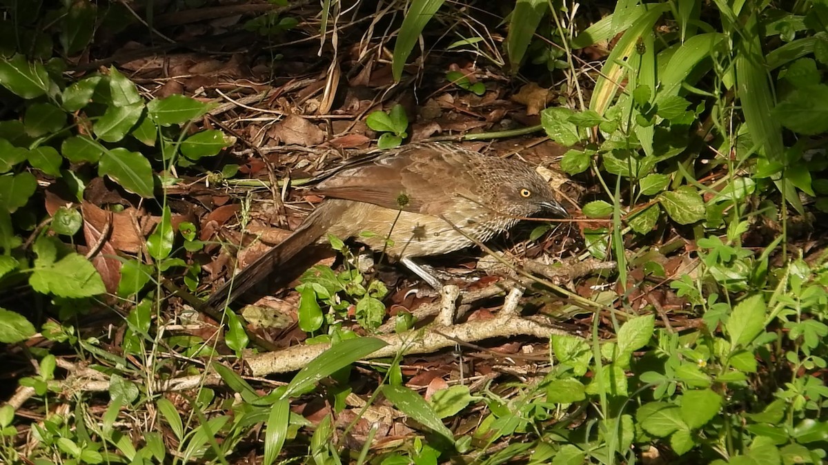 Arrow-marked Babbler - ML638652544