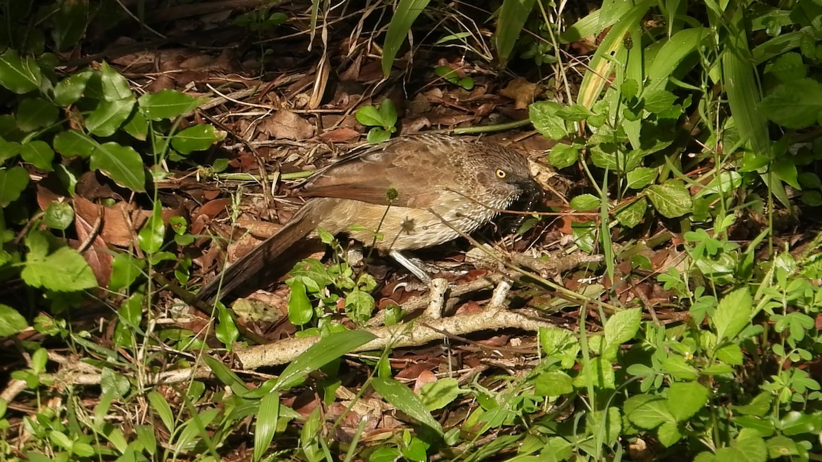 Arrow-marked Babbler - ML638652545