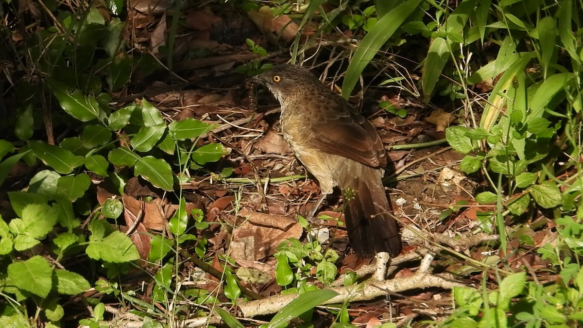 Arrow-marked Babbler - ML638652546