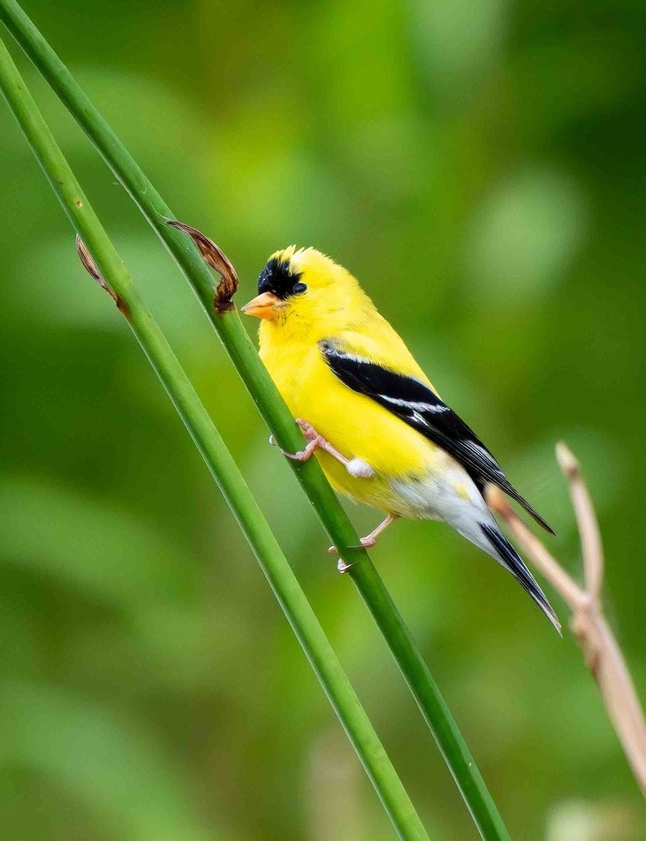 American Goldfinch - ML638652564