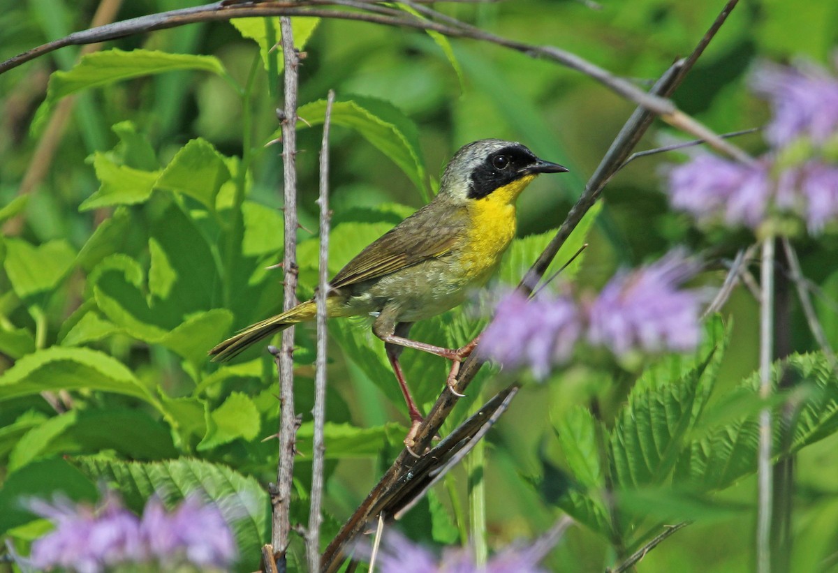 Common Yellowthroat - ML638652580