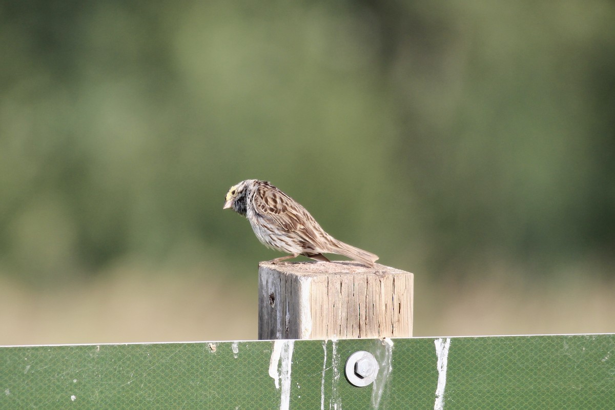 Savannah Sparrow (Savannah) - ML638652591