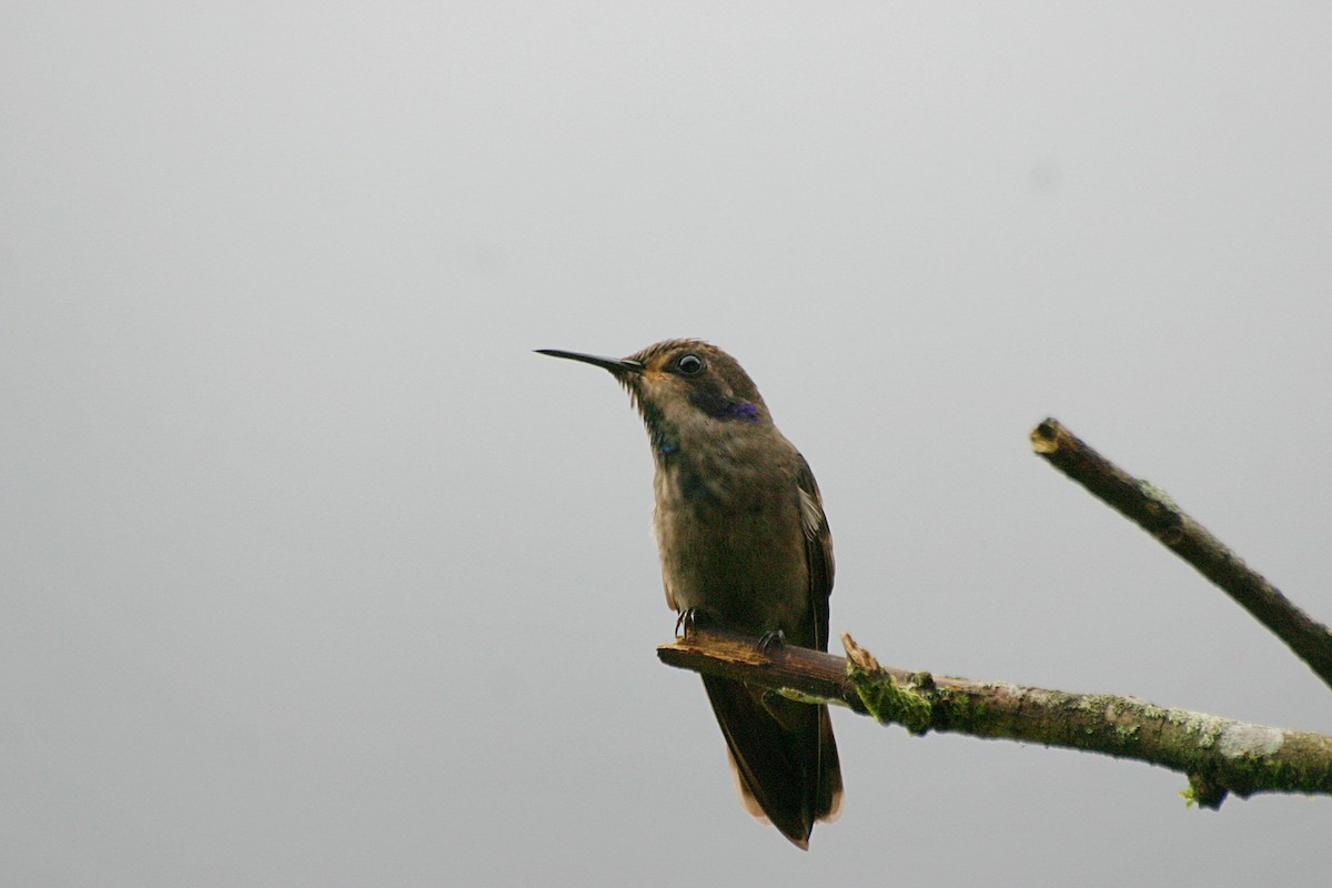 Brown Violetear - ML638652598