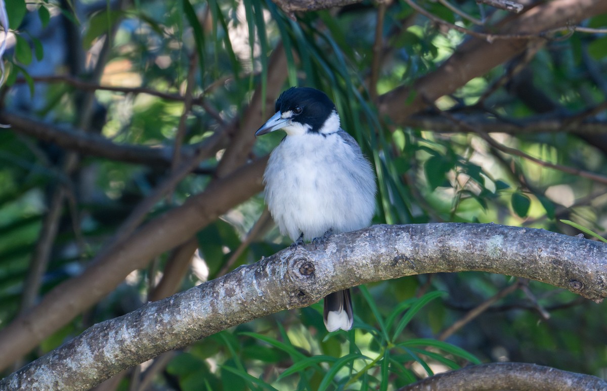 Gray Butcherbird - ML638652605