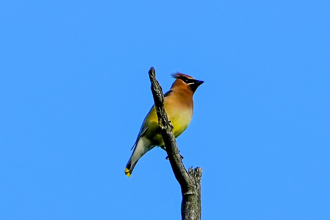 Cedar Waxwing - ML638652607