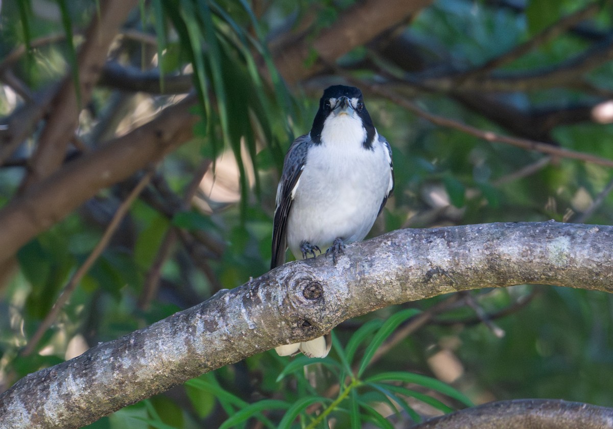 Gray Butcherbird - ML638652608