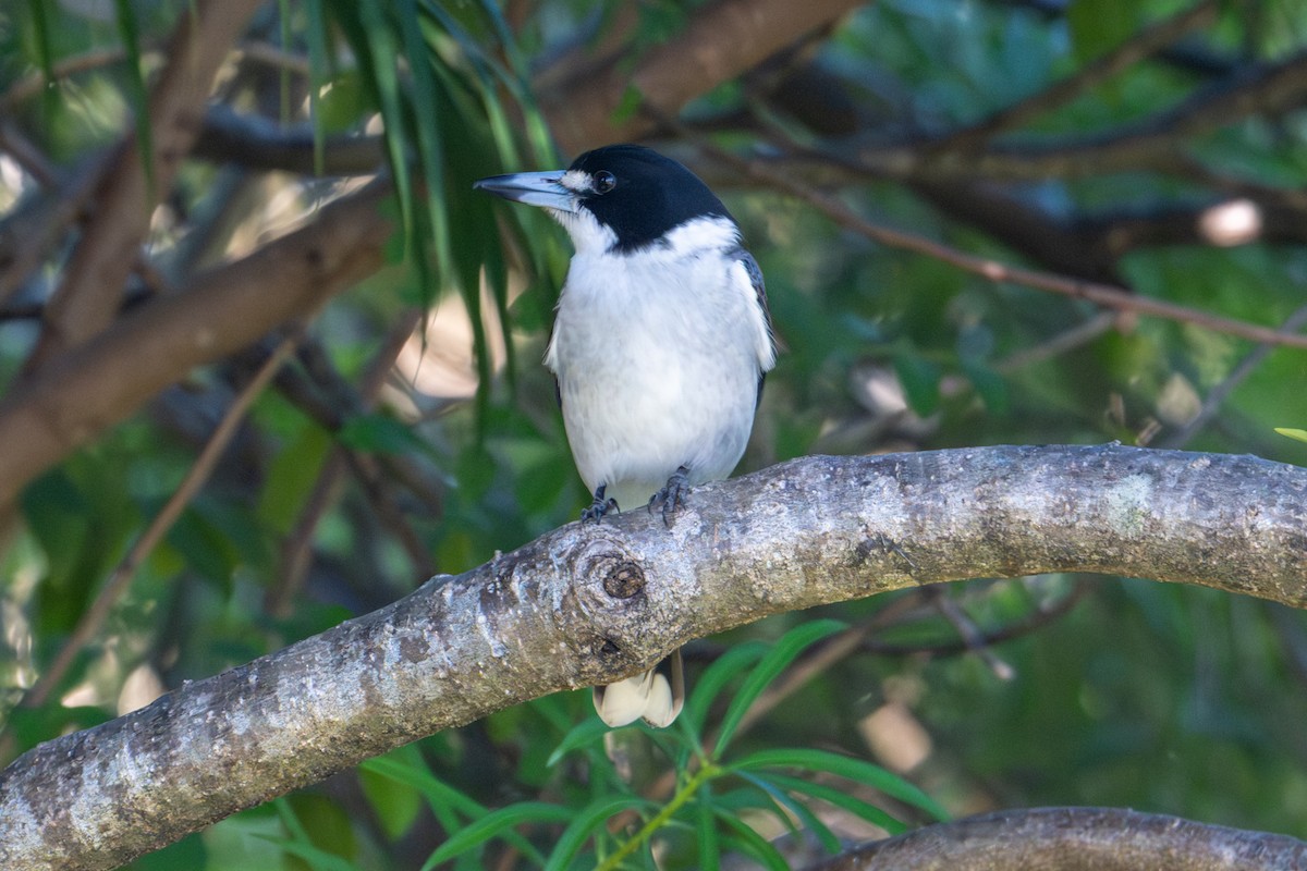 Gray Butcherbird - ML638652609