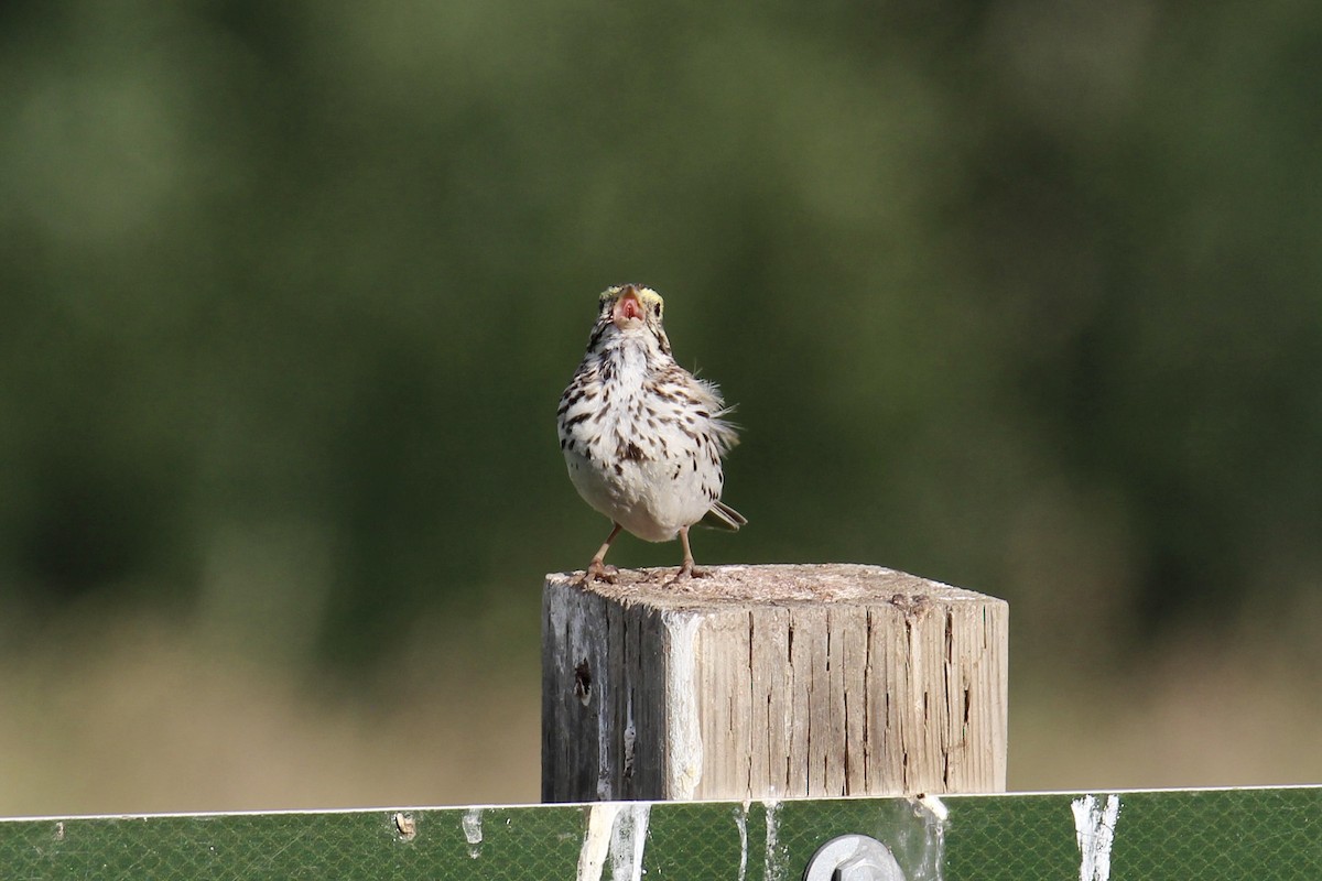 Savannah Sparrow (Savannah) - ML638652628