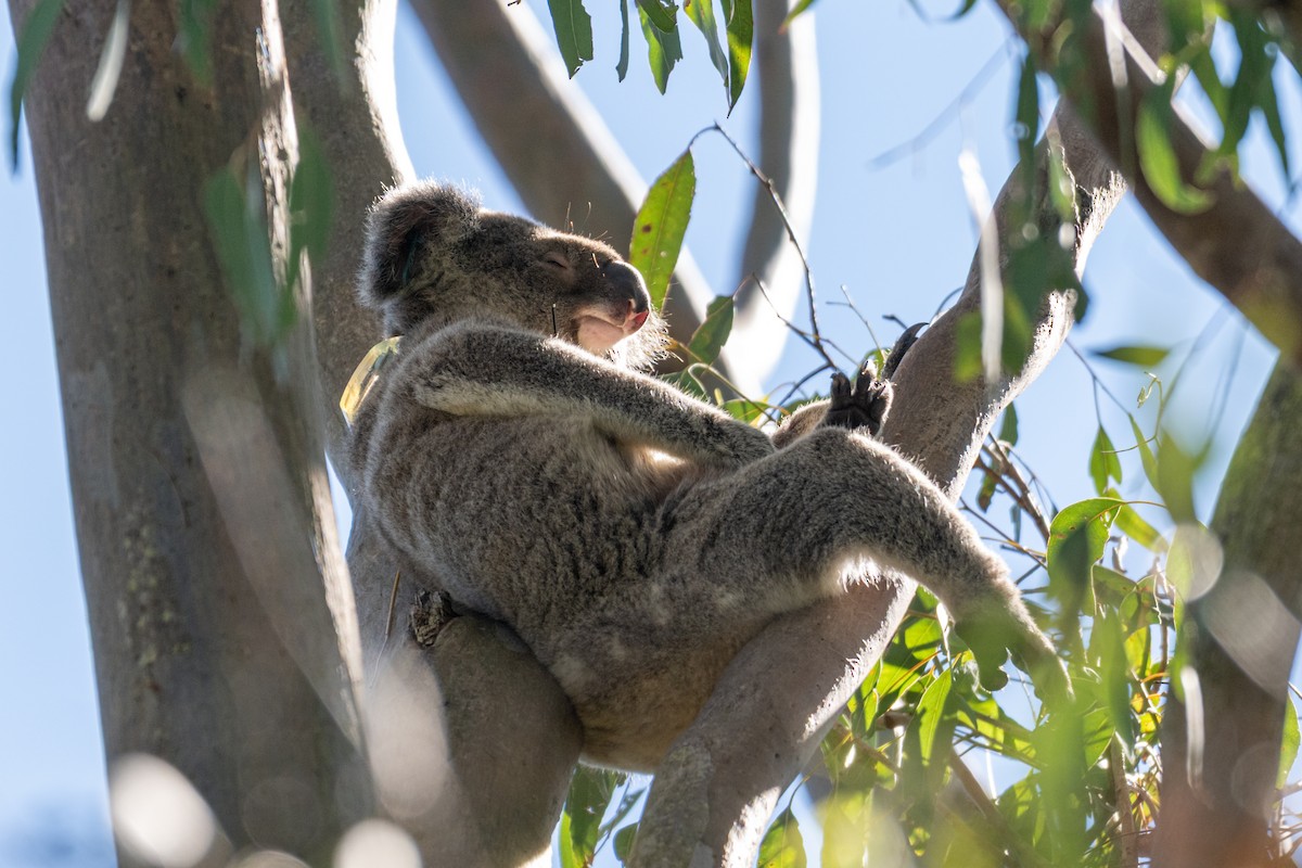 Koala - ML638652638
