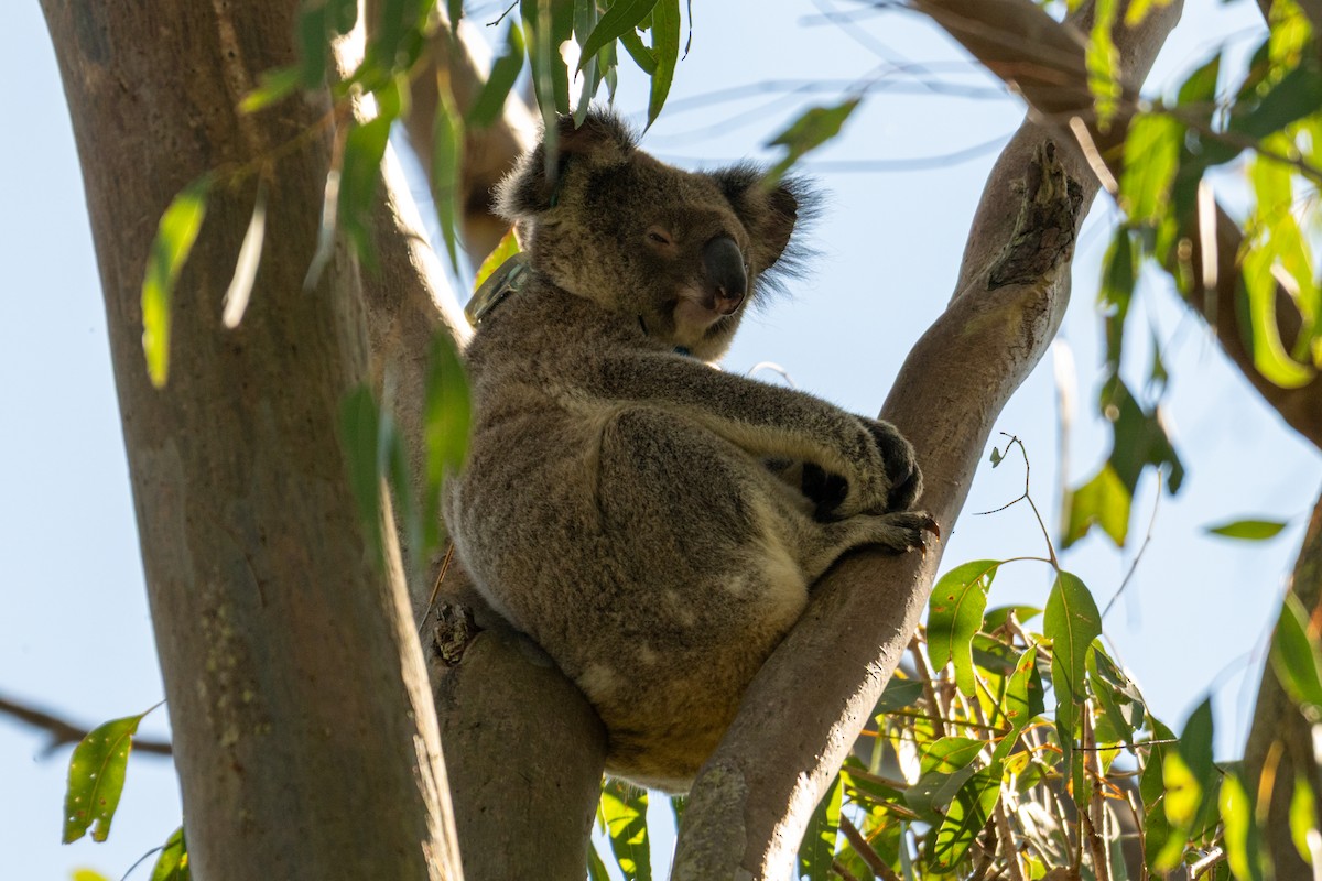 Koala - ML638652642