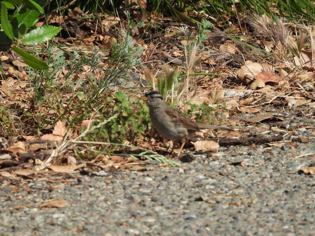 White-crowned Sparrow - ML638652643