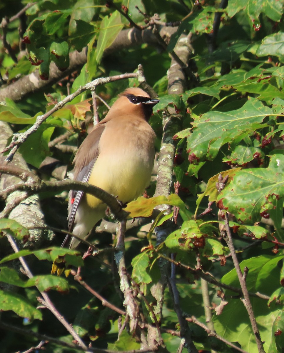 Cedar Waxwing - ML638652661