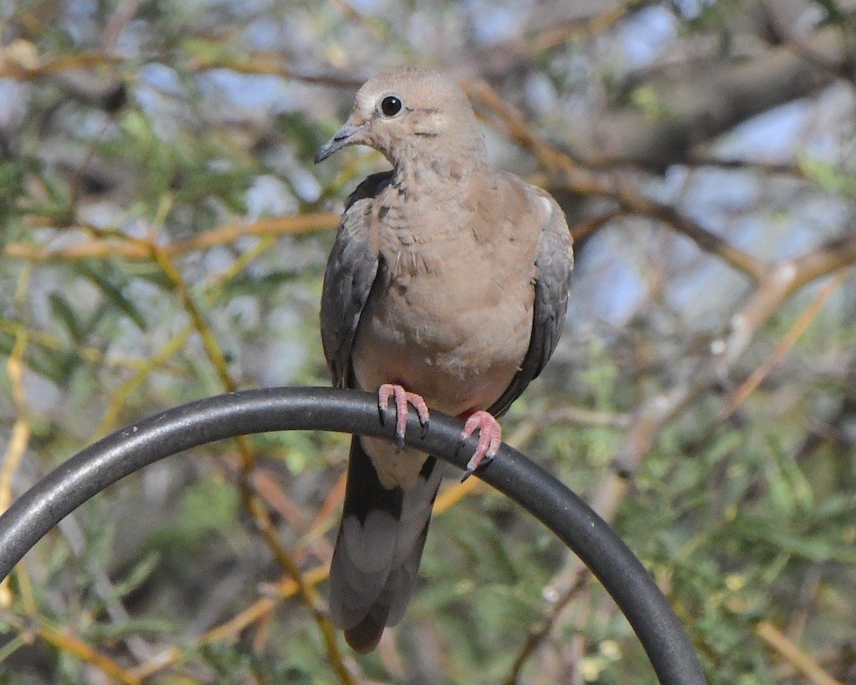 Mourning Dove - ML638652720
