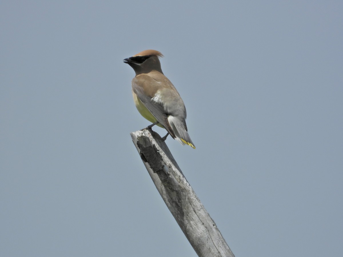 Cedar Waxwing - ML638652726