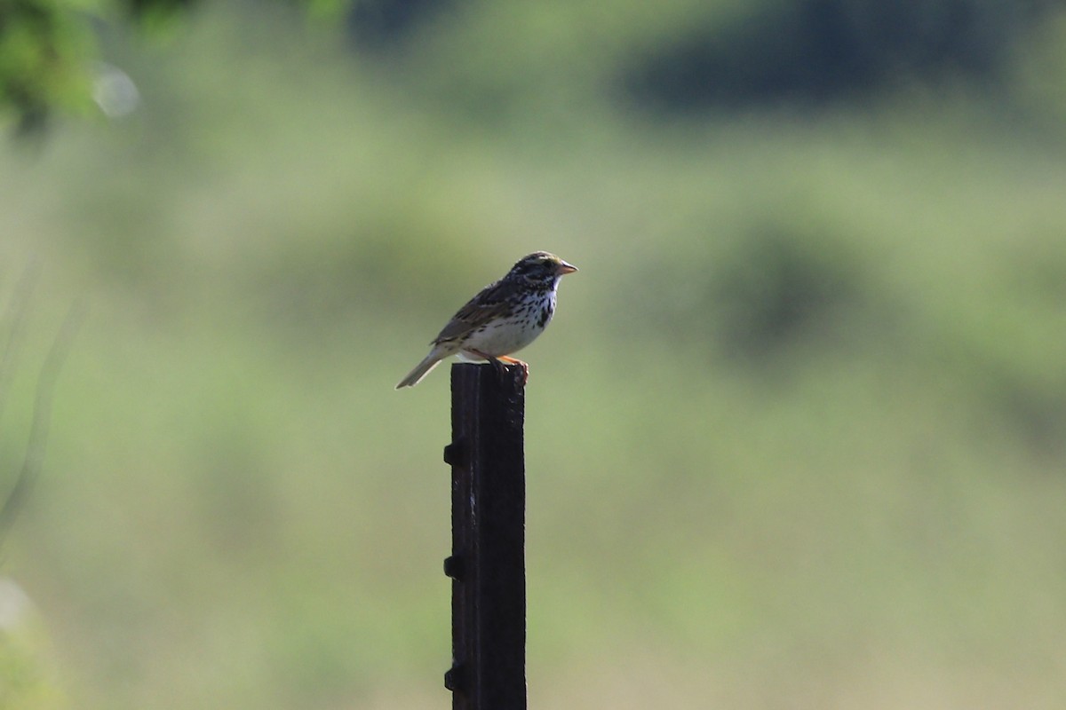 Savannah Sparrow - ML638652740