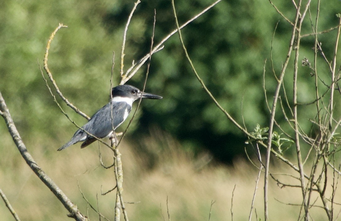 Belted Kingfisher - ML638652775