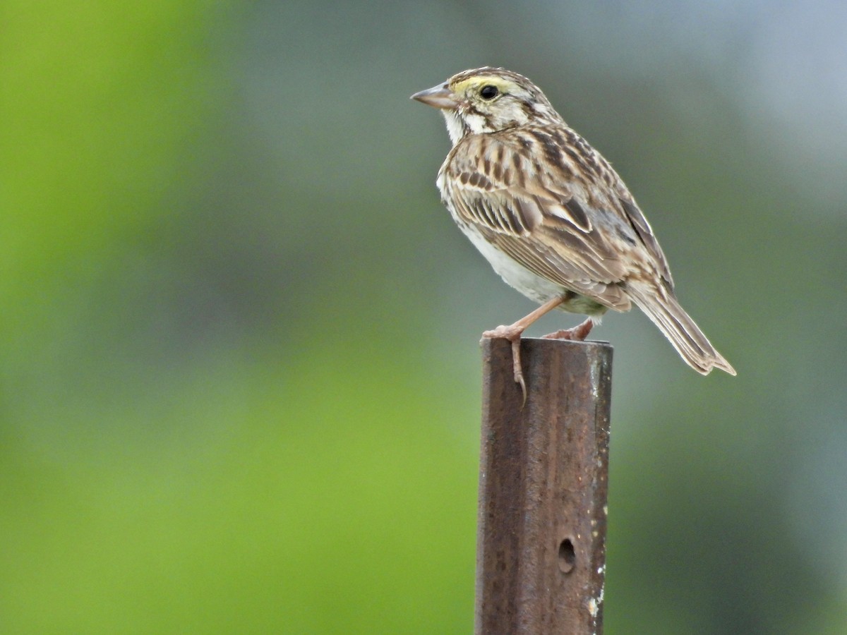 Savannah Sparrow - ML638652813
