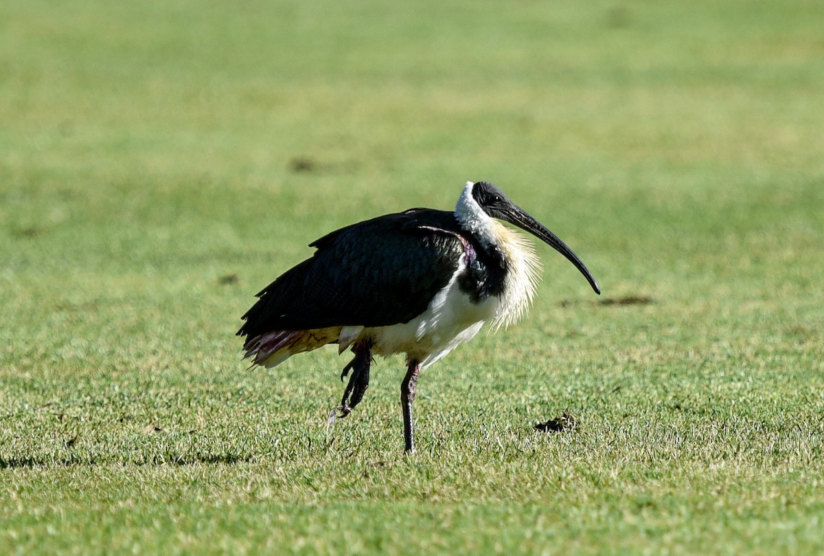 Straw-necked Ibis - ML638652817