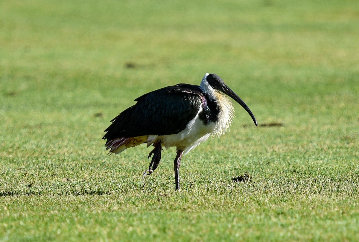Straw-necked Ibis - ML638652818