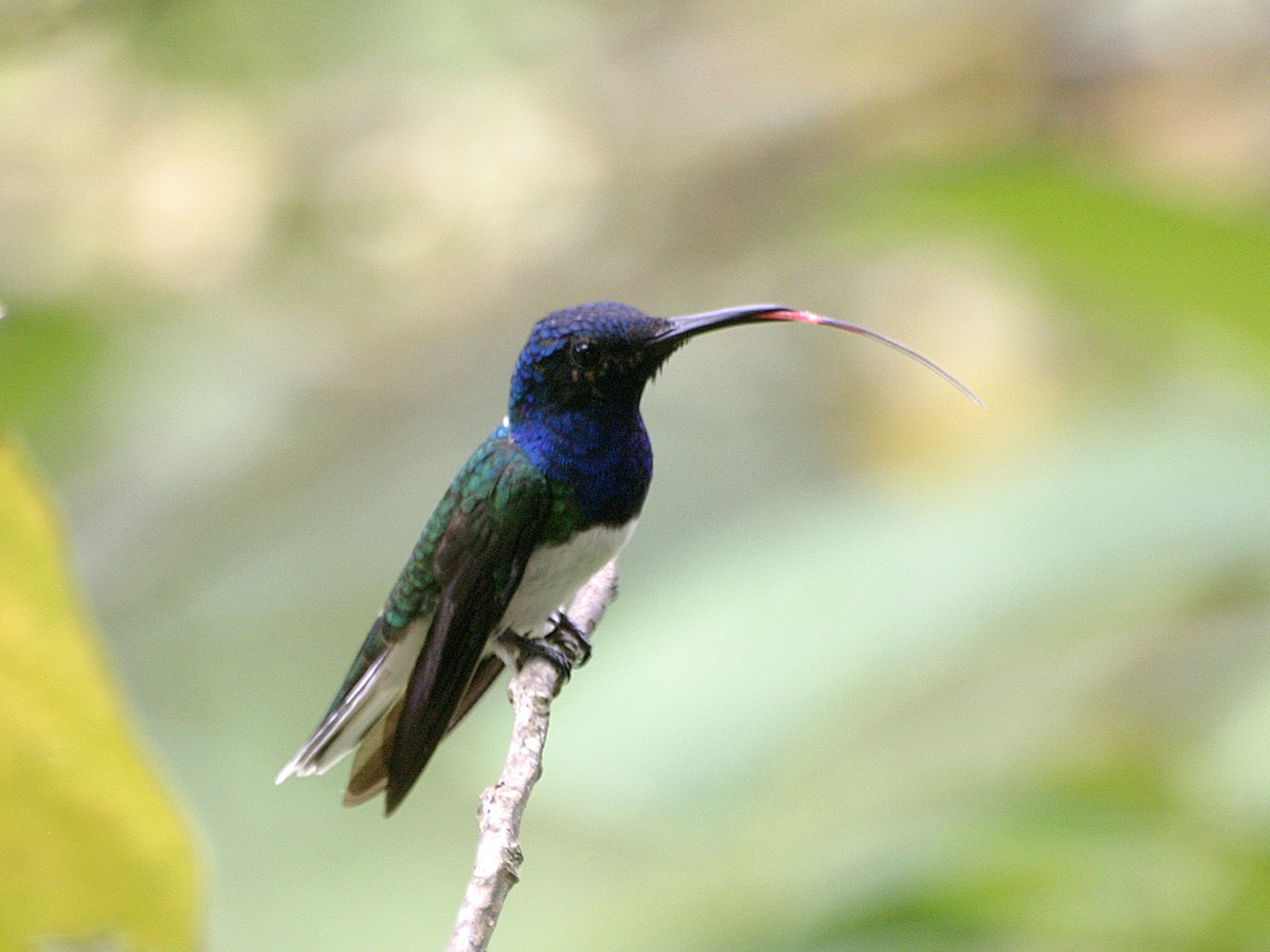 White-necked Jacobin - ML638652845