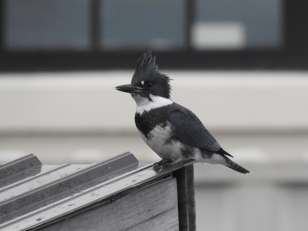 Belted Kingfisher - ML638652886