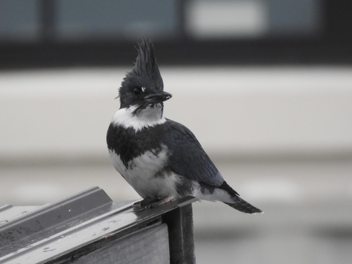 Belted Kingfisher - ML638652895