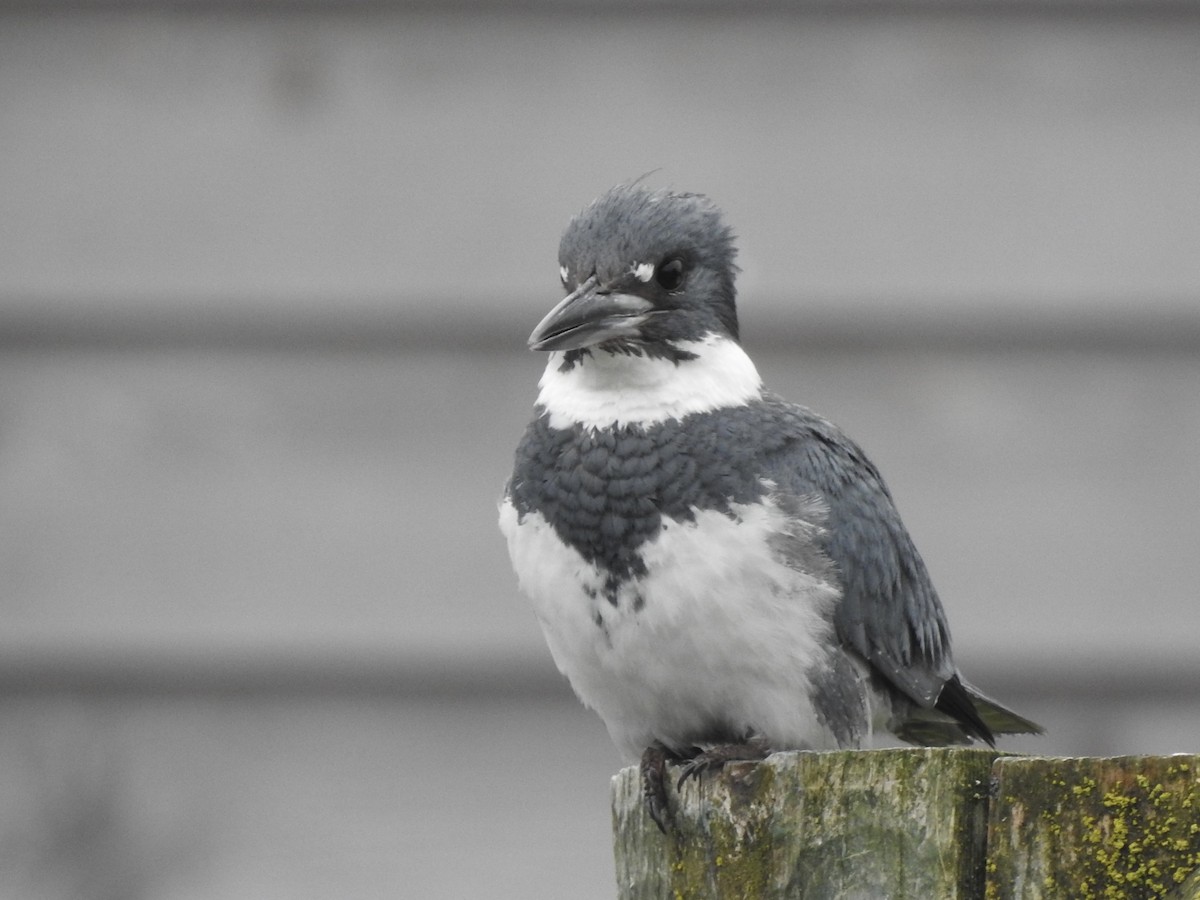Belted Kingfisher - ML638652904