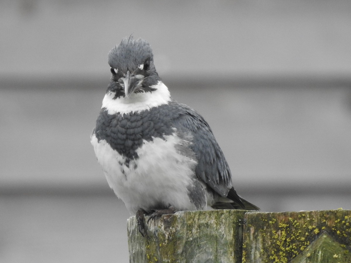 Belted Kingfisher - ML638652913