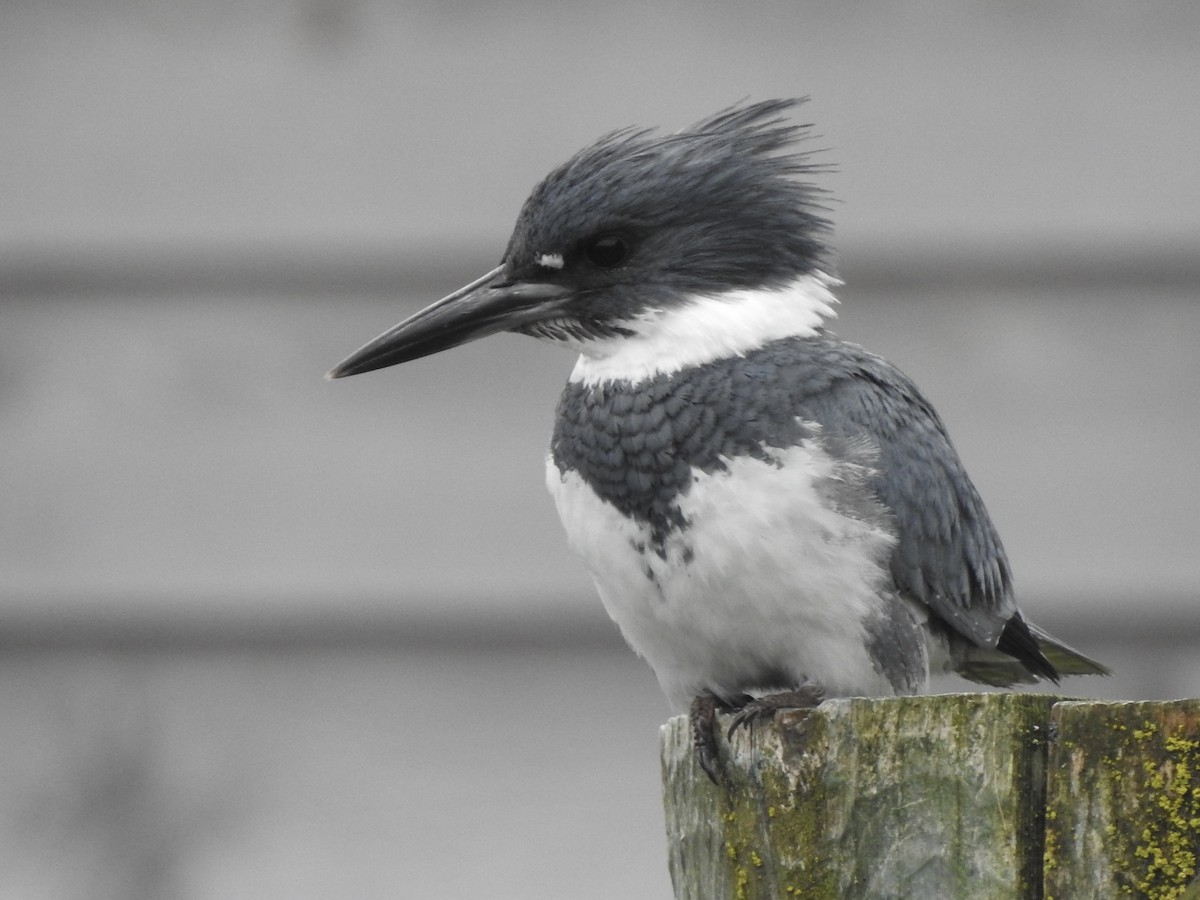 Belted Kingfisher - ML638652918
