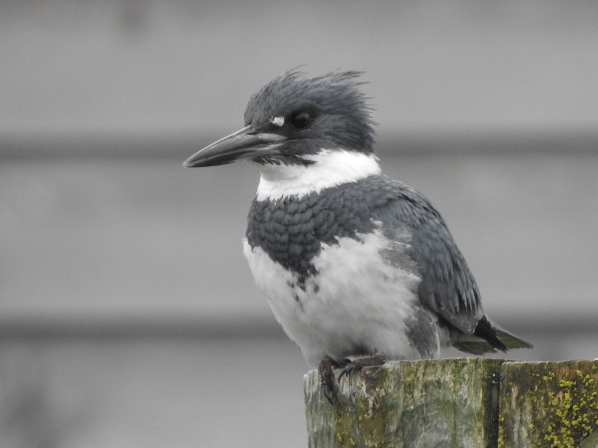 Belted Kingfisher - ML638652924