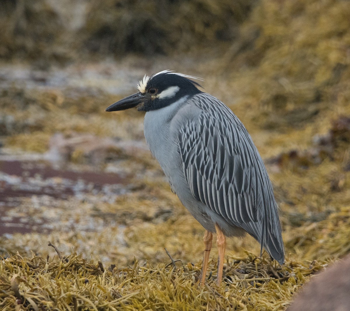 Krabbenreiher - ML638652925