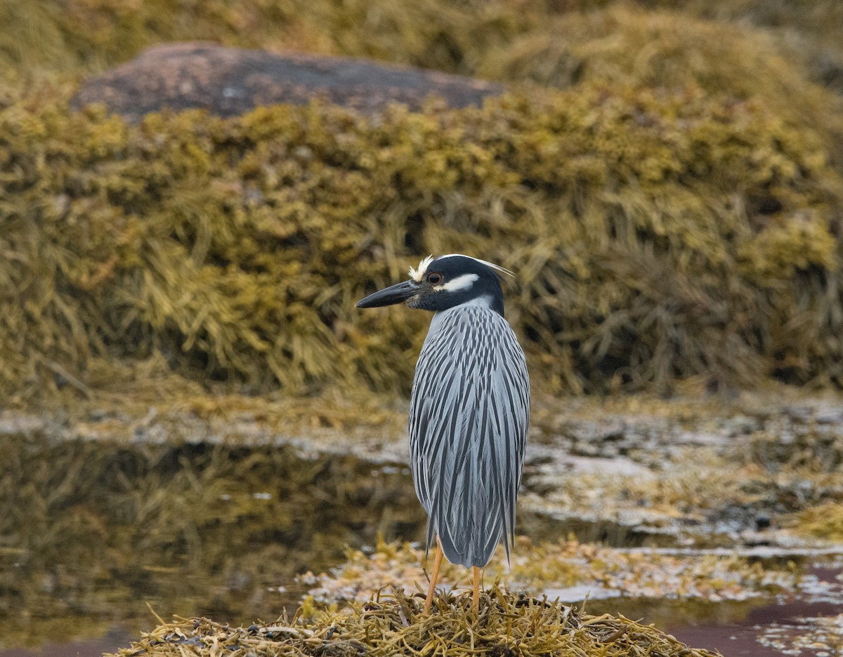 Krabbenreiher - ML638652926