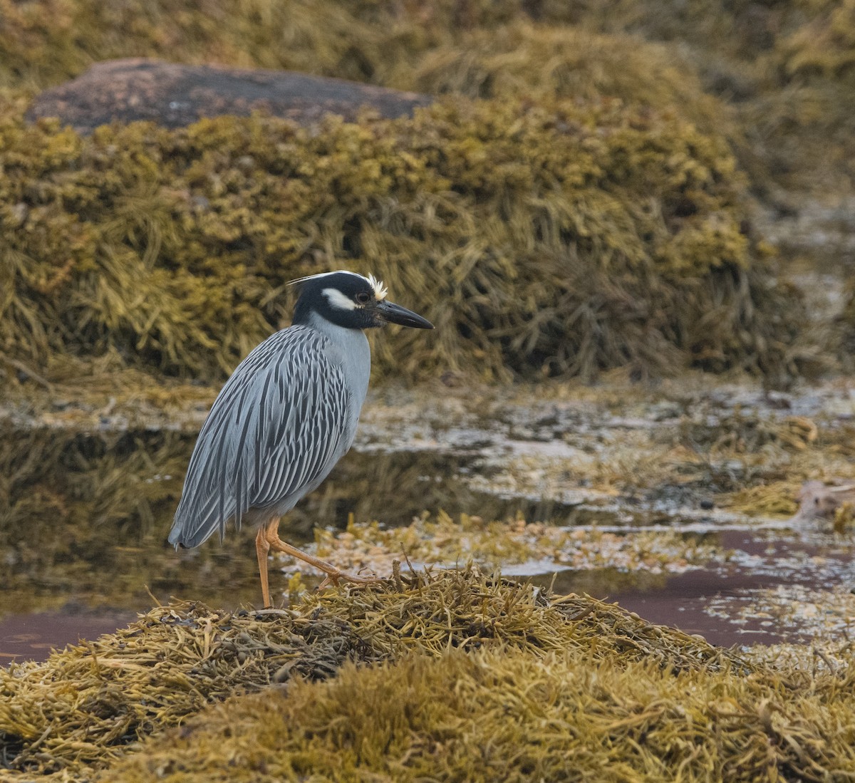Krabbenreiher - ML638652928