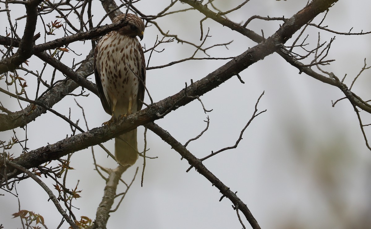 Красноплечий канюк [группа lineatus] - ML638652934