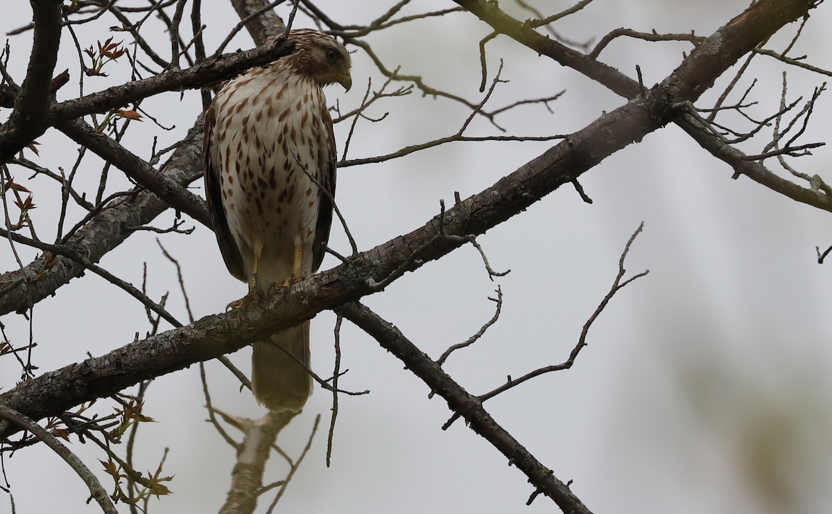 Красноплечий канюк [группа lineatus] - ML638652943