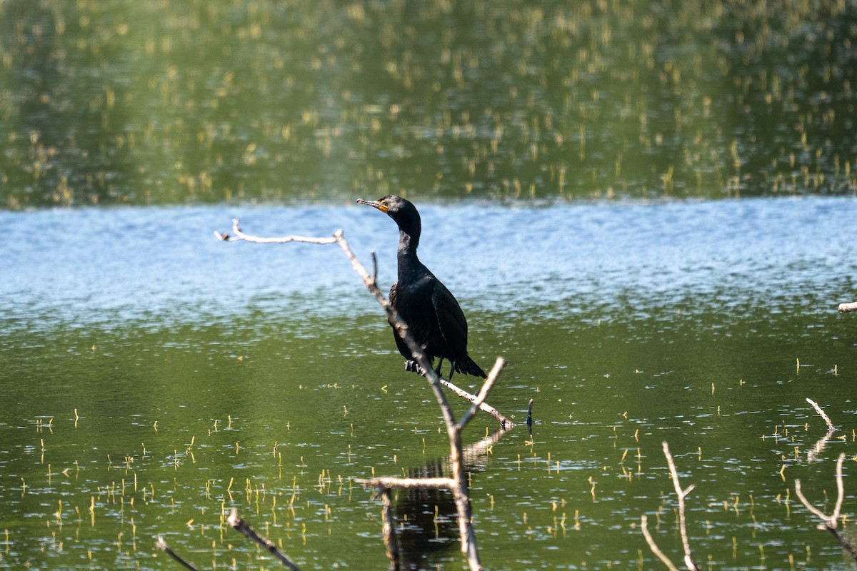 Double-crested Cormorant - ML638652951