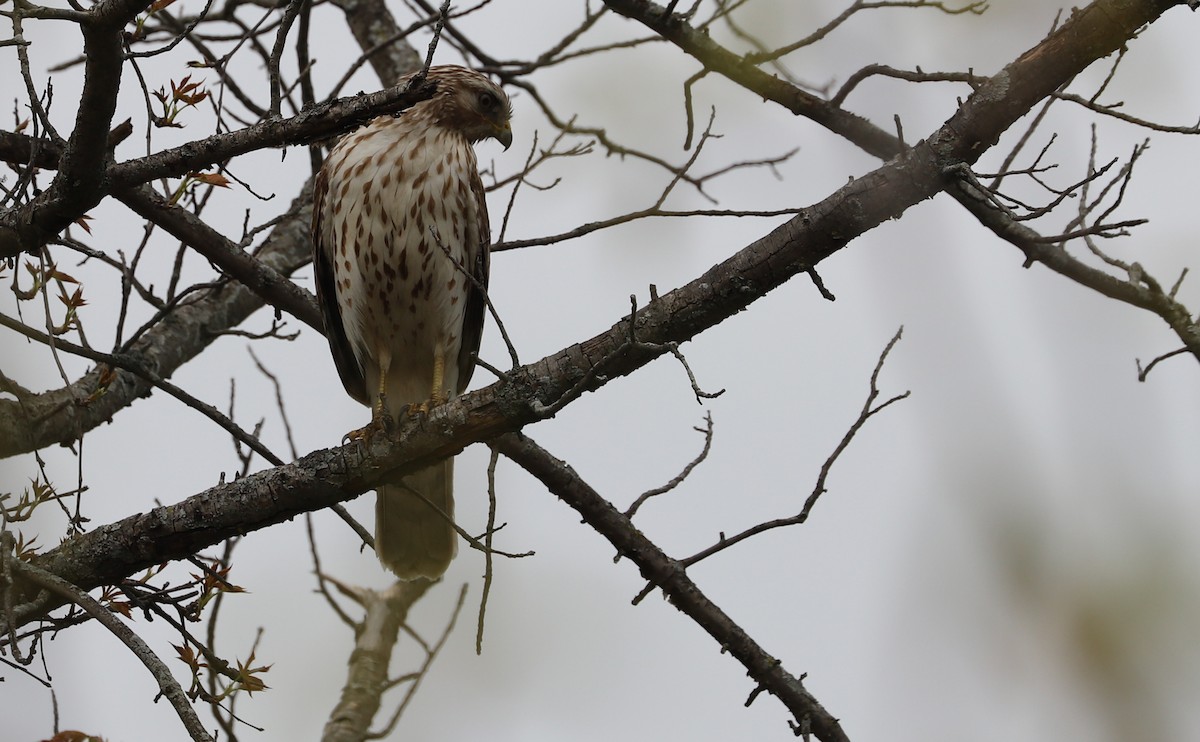 Красноплечий канюк [группа lineatus] - ML638652953
