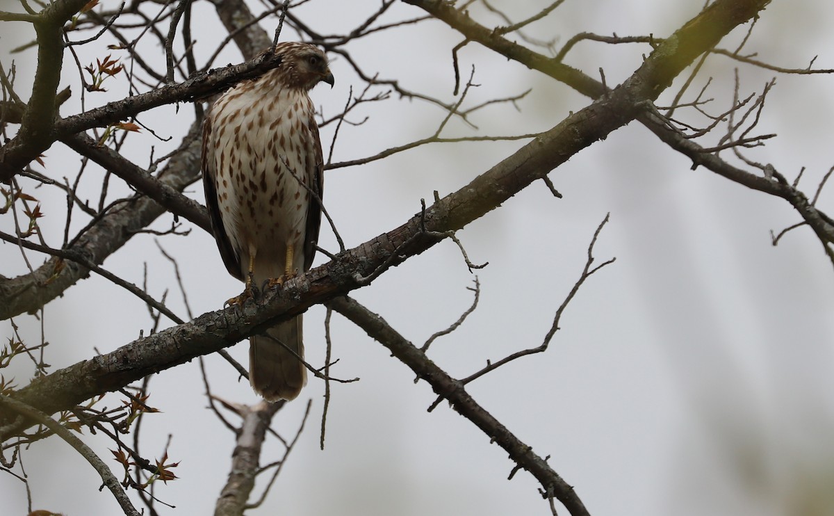 Красноплечий канюк [группа lineatus] - ML638652958